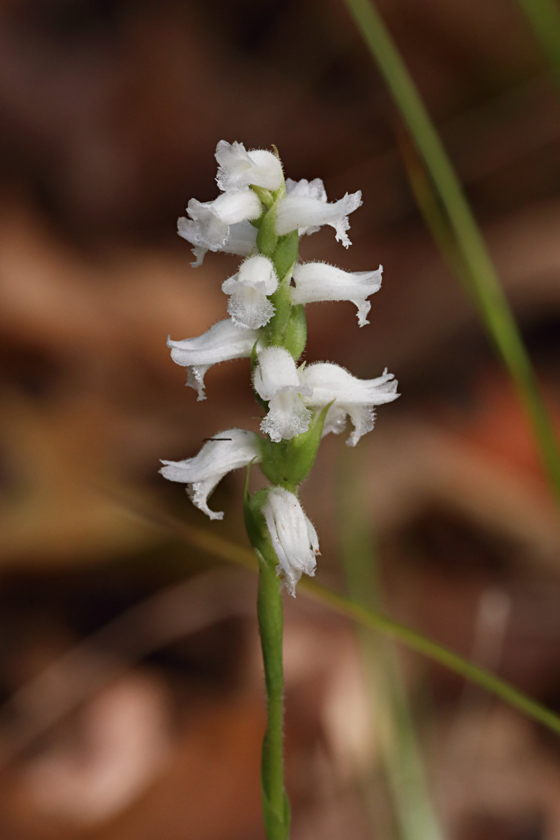 Yellow Ladies' Tresses