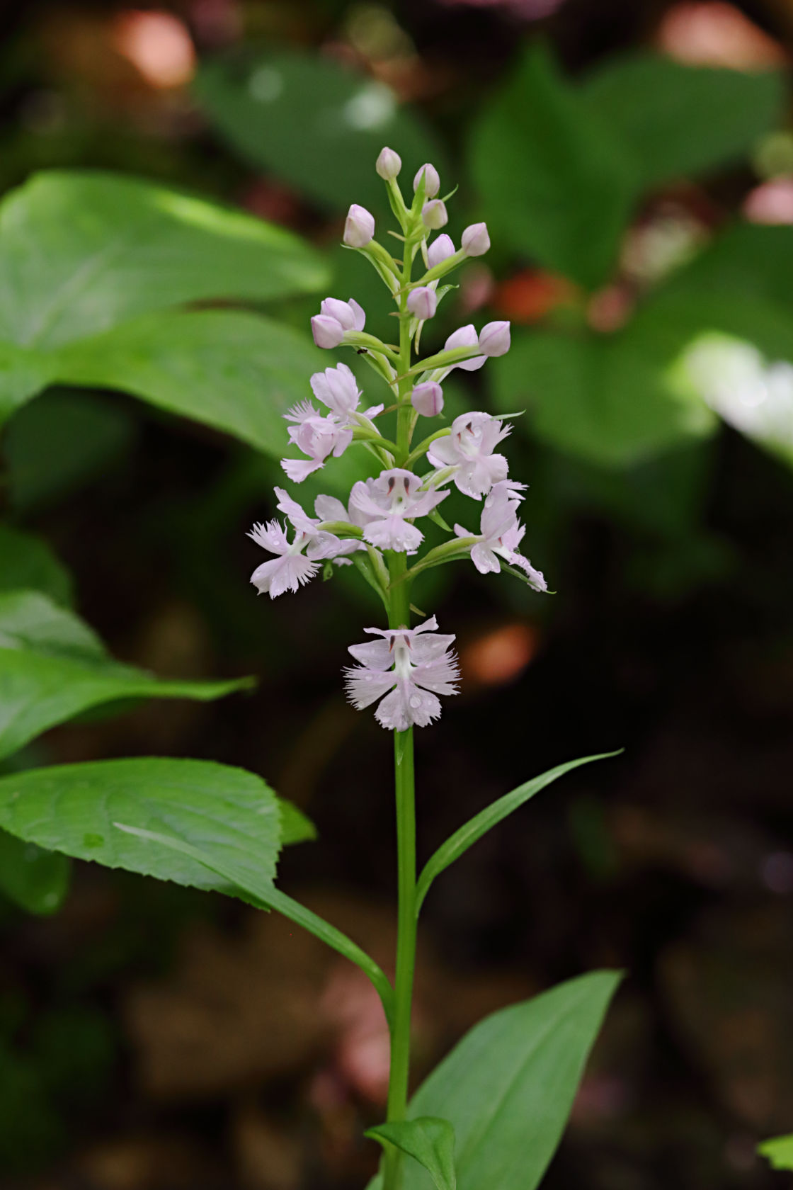 Large Purple Fringed Orchid