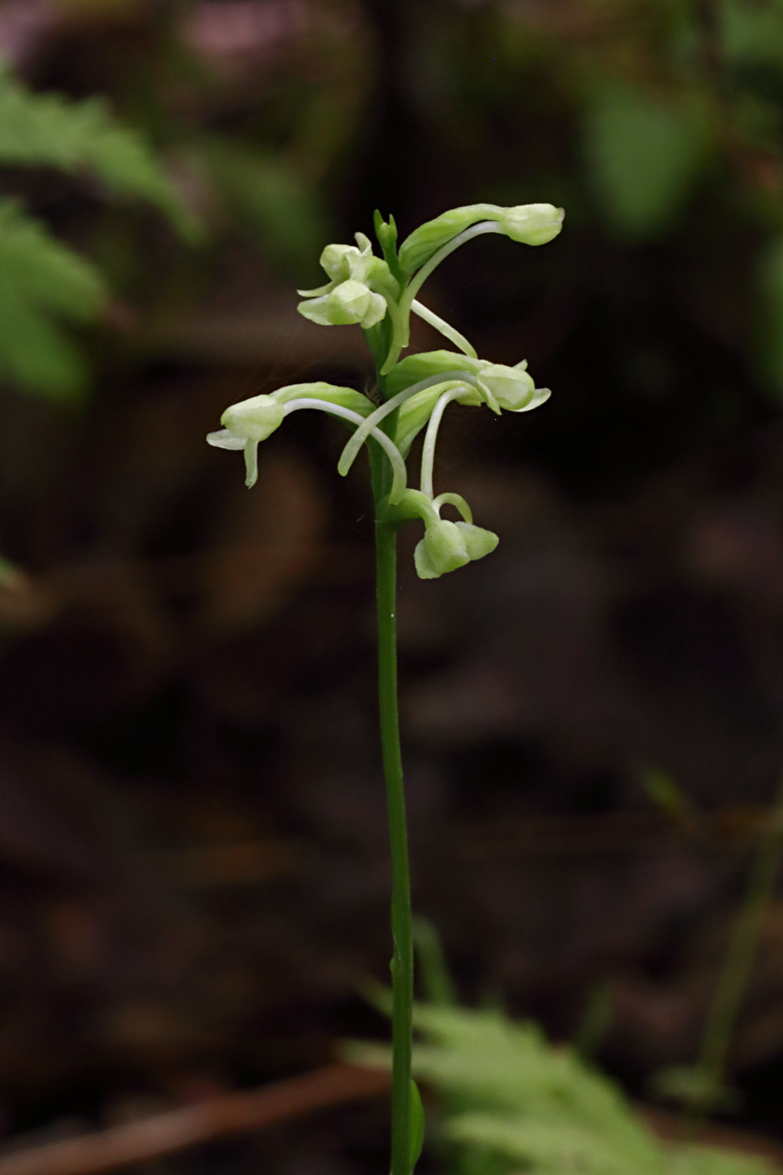 Little Club-Spur Orchid