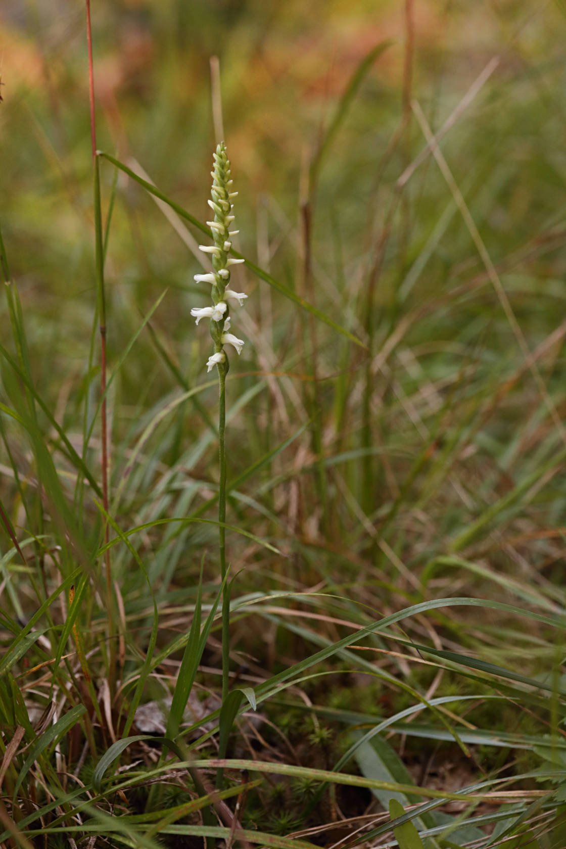 Yellow Ladies' Tresses