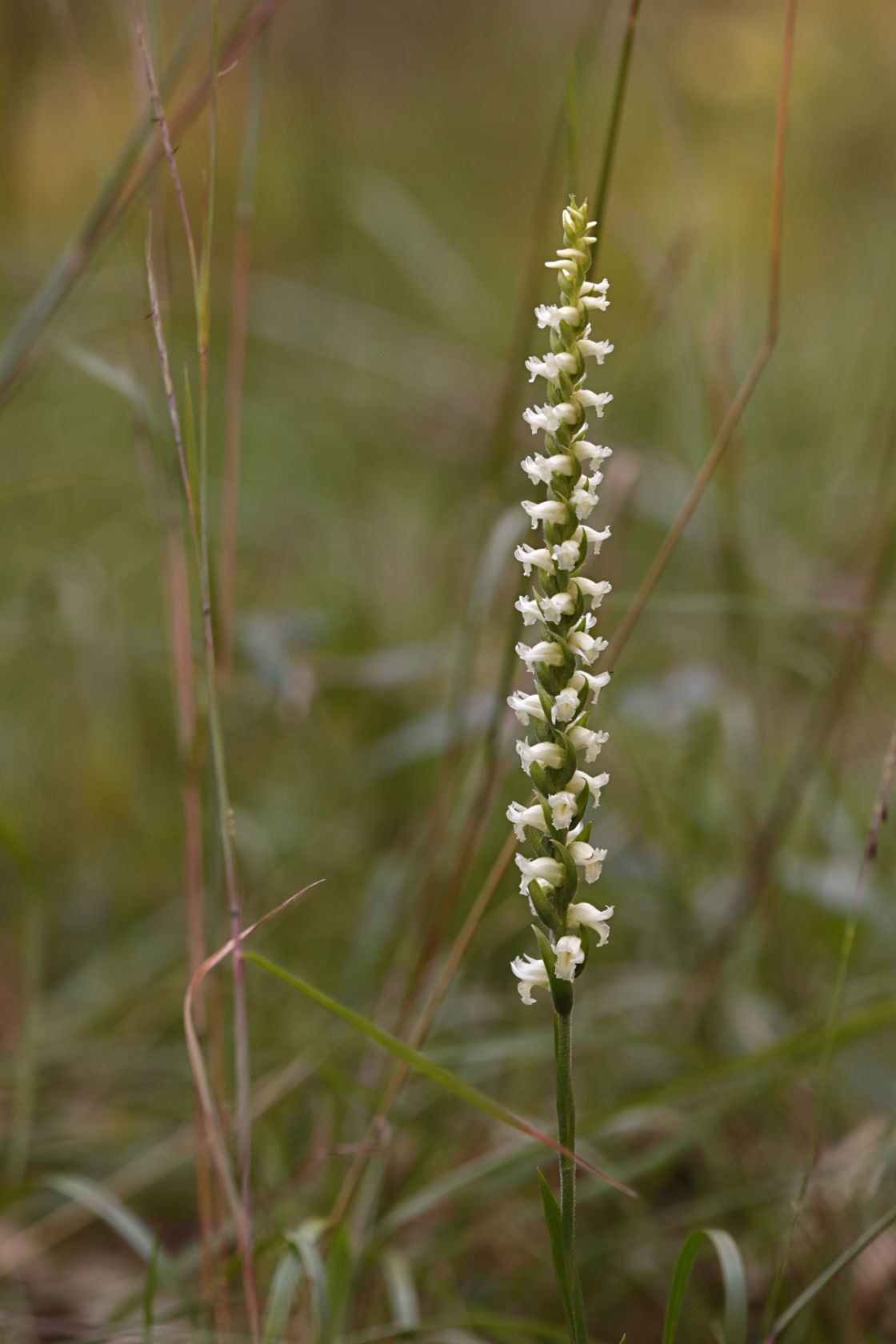 Yellow Ladies' Tresses