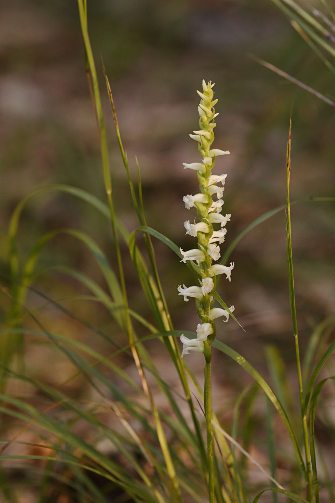 Yellow Ladies' Tresses