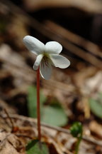 Viola blanda