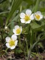 Thick-leaved wild strawberry