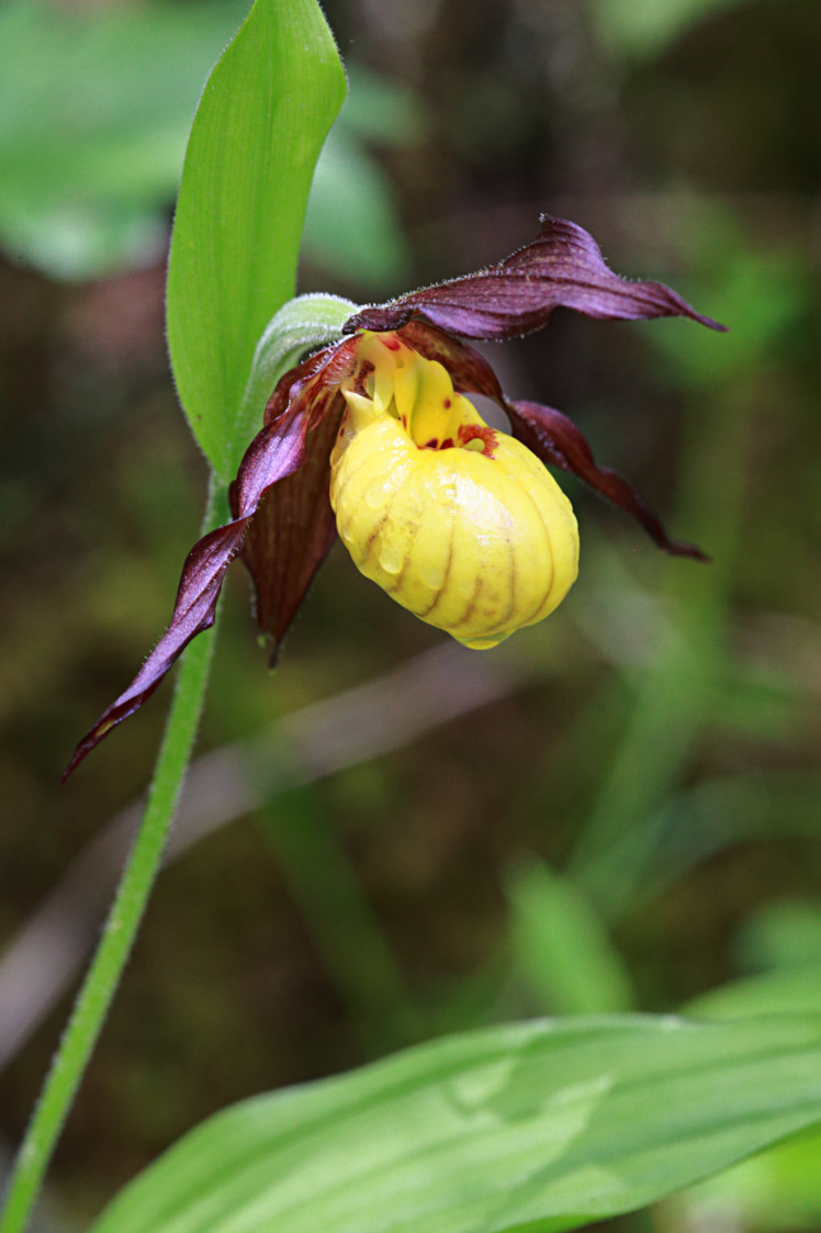 Northern Small Yellow Lady's Slipper