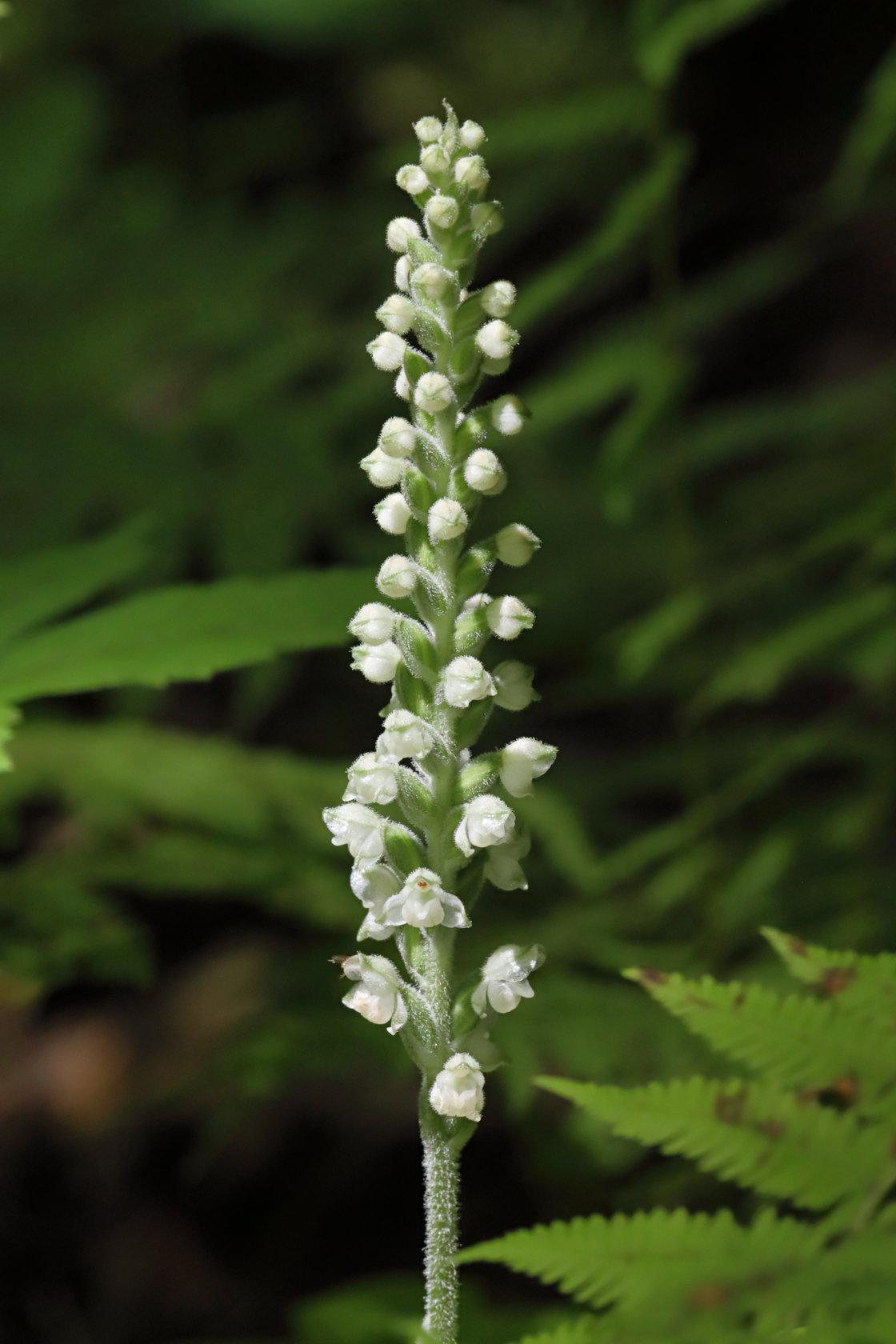 Downy Rattlesnake Plantain