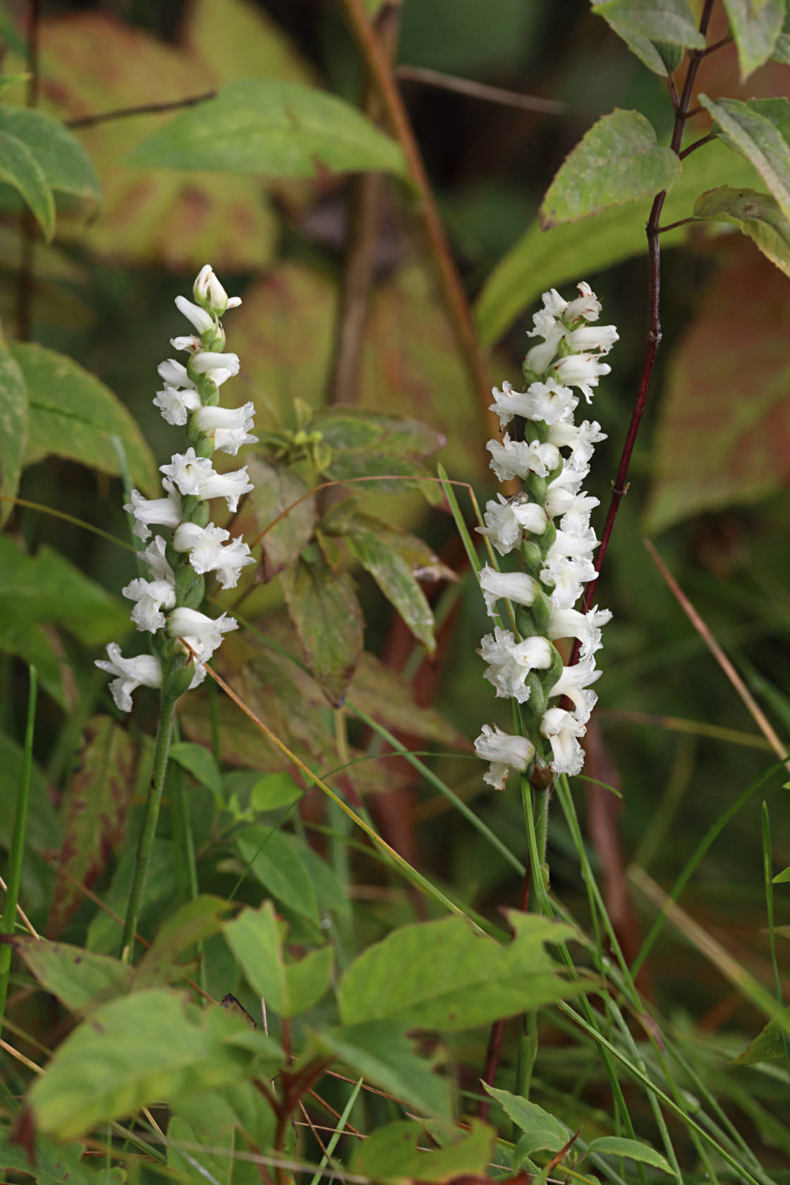 Nodding Ladies' Tresses