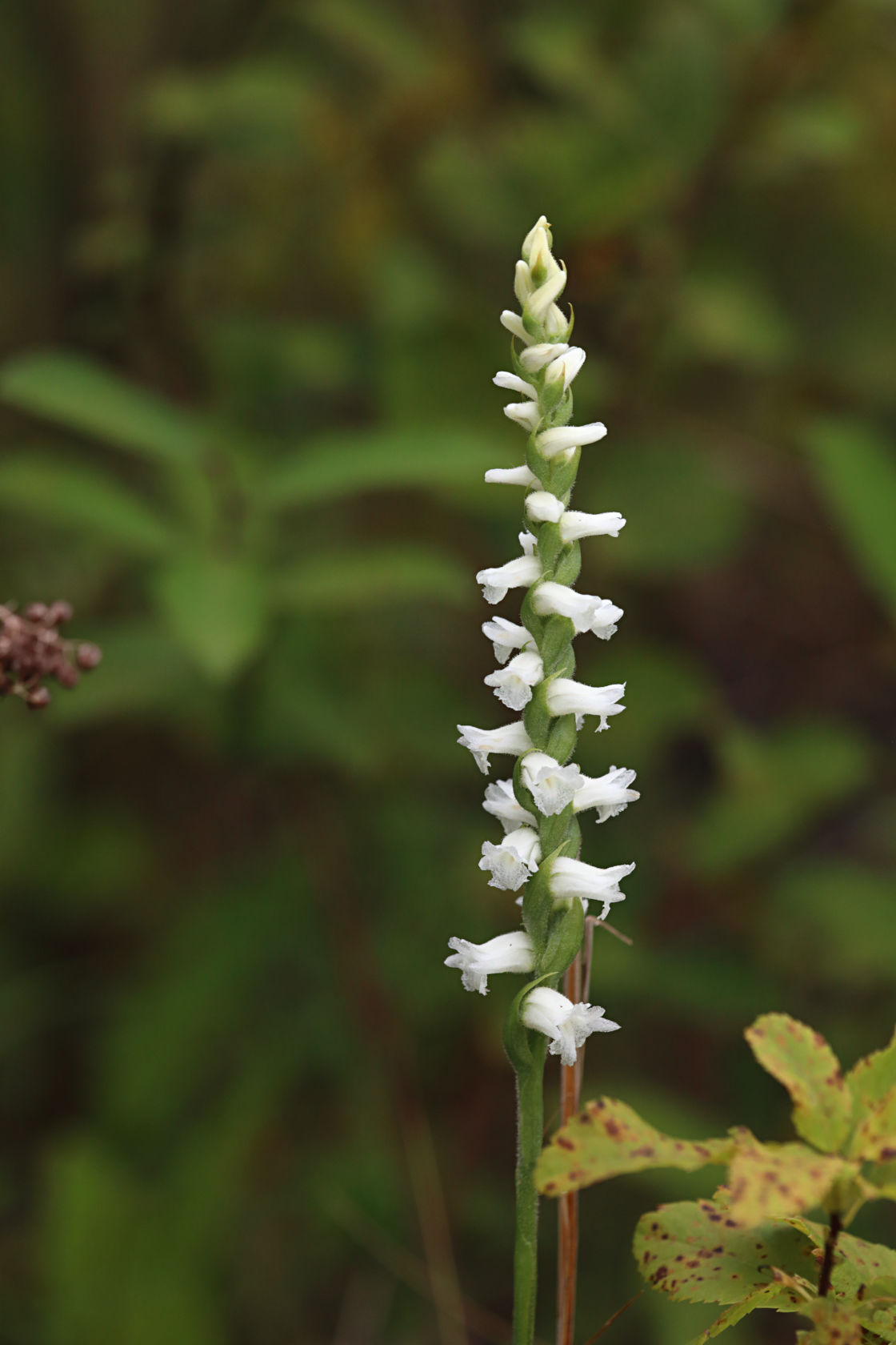 Nodding Ladies' Tresses