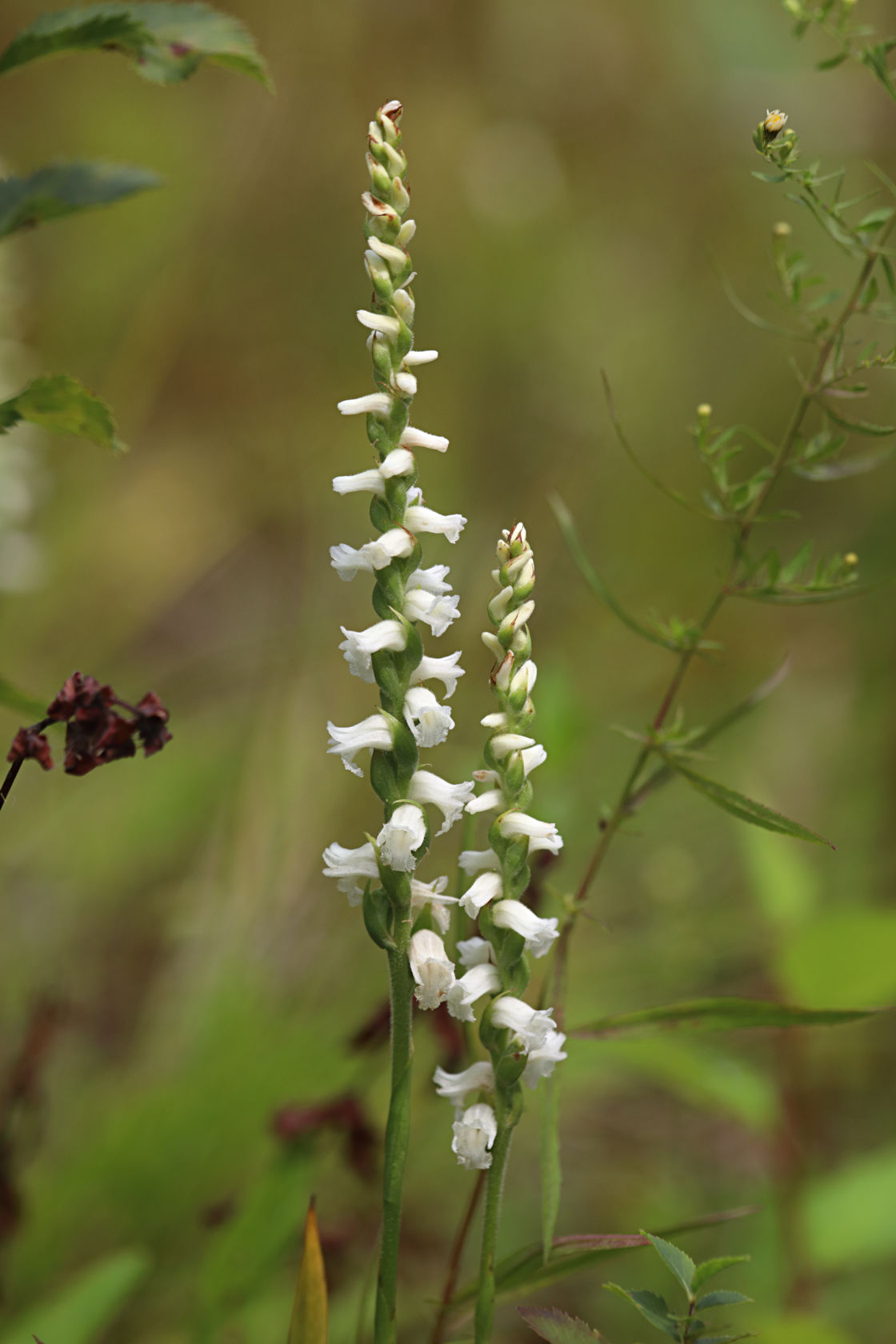 Appalachian Ladies' Tresses