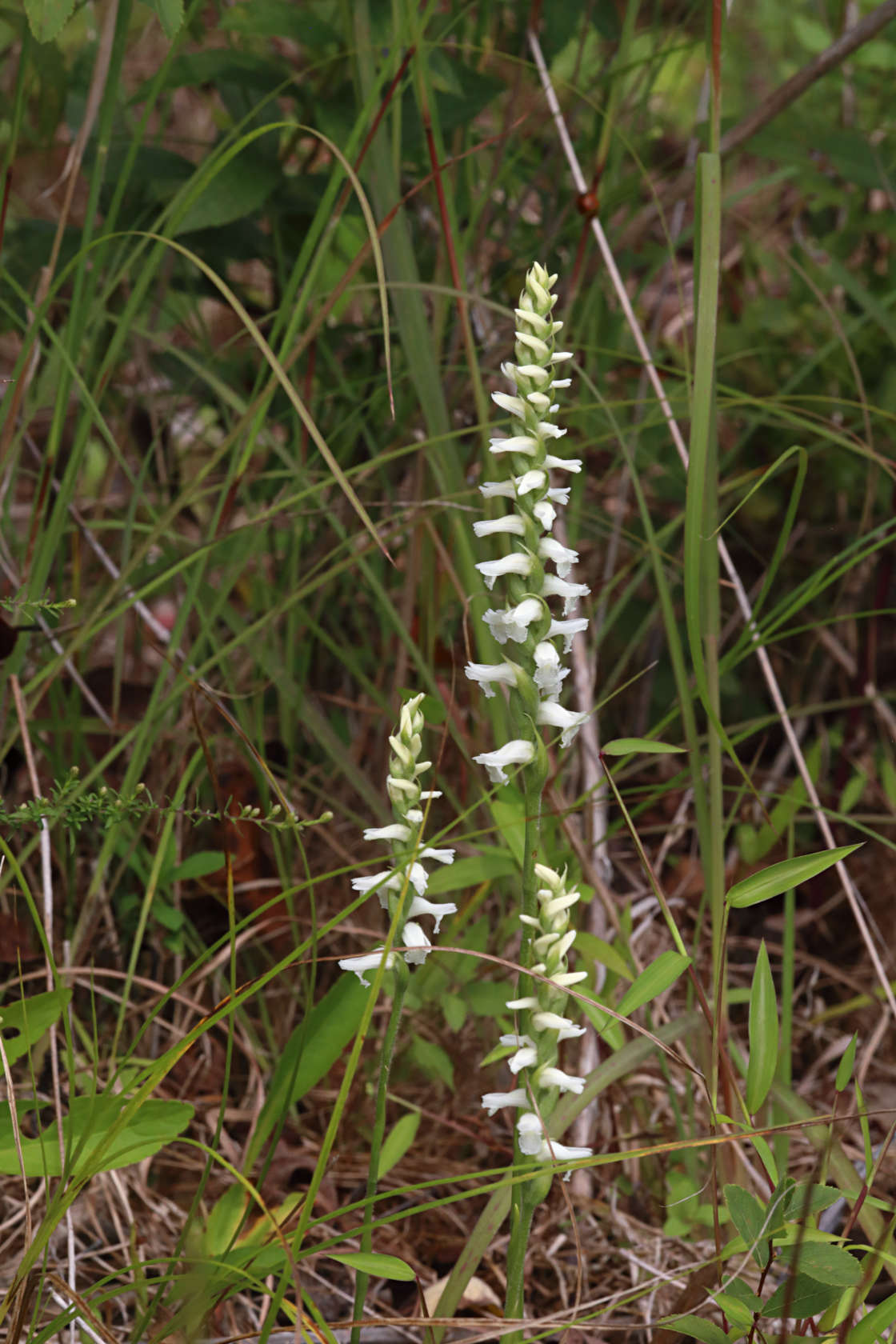 Nodding Ladies' Tresses