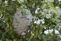 Hornet Nest