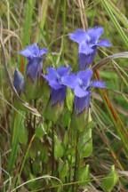 Greater Fringed Gentian