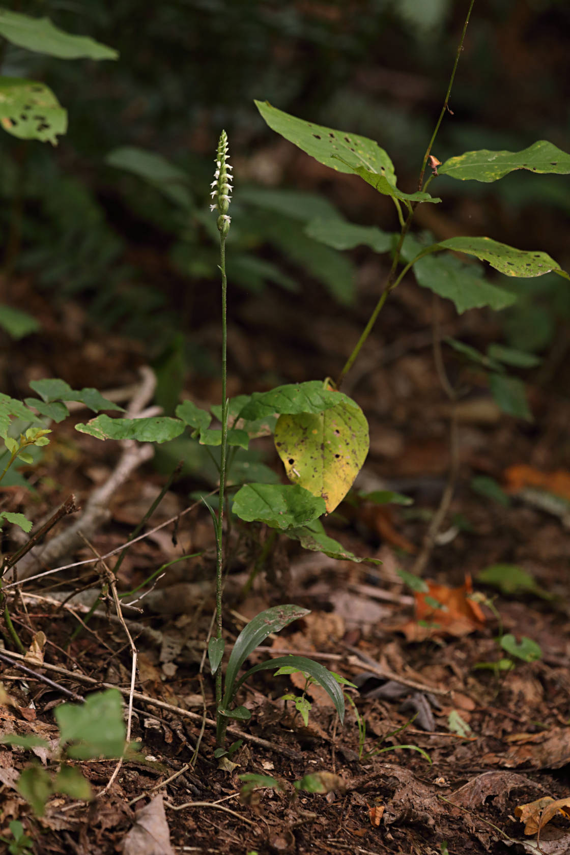 Northern Oval Ladies' Tresses