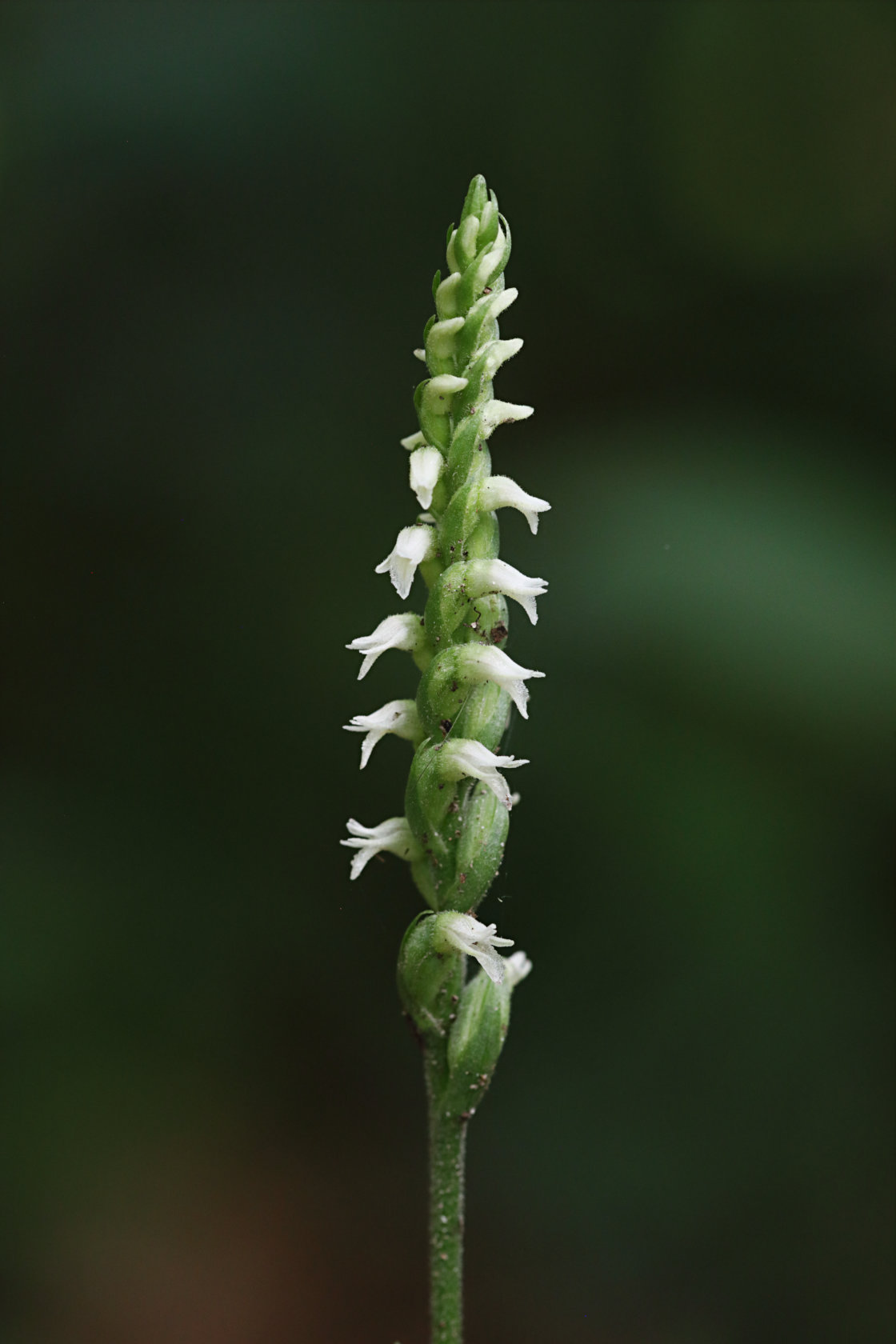 Northern Oval Ladies' Tresses