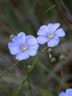 Blue-Flowered Flax