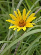 Oblong Sunflower