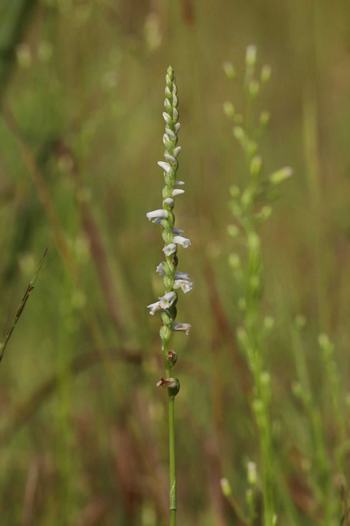 Eames' Hybrid Ladies' Tresses