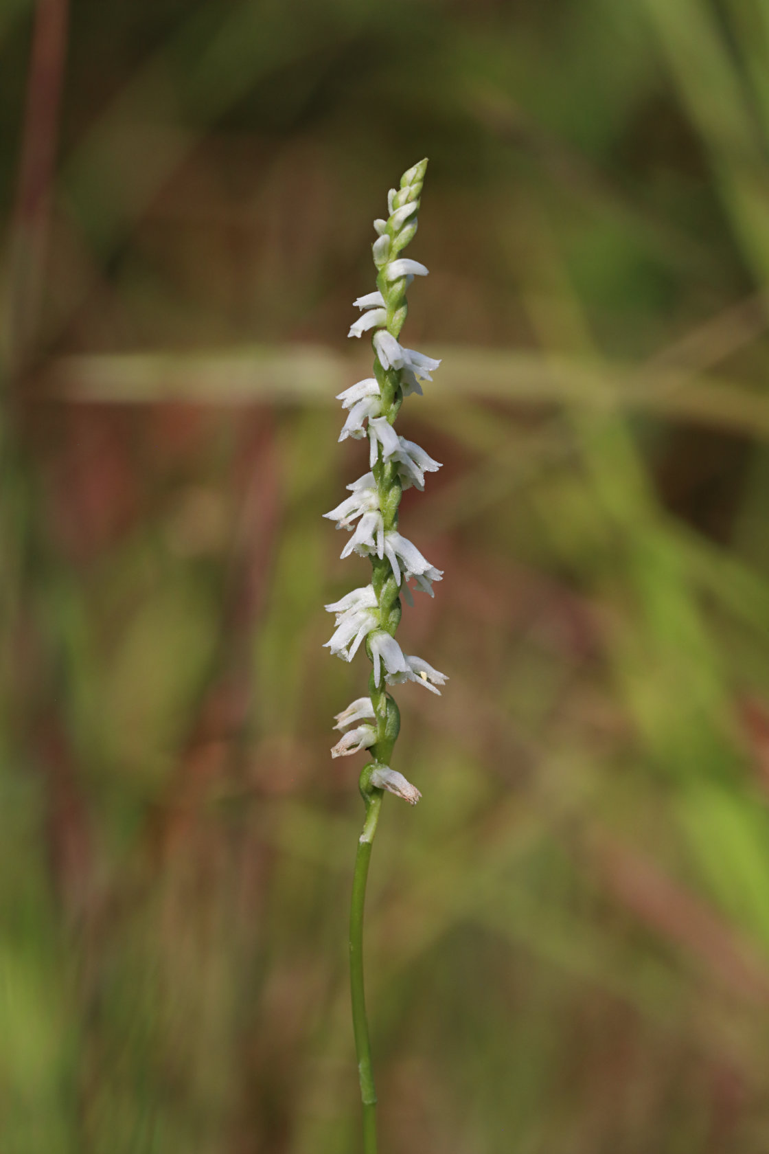 Southern Slender Lady's Tresses