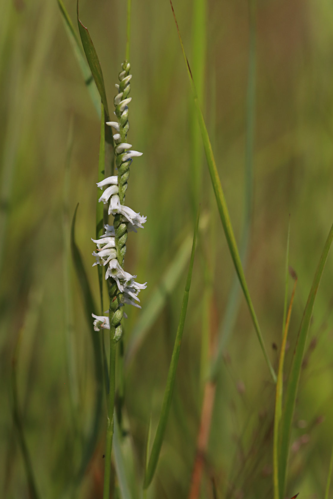 Eames' Hybrid Ladies' Tresses