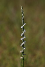 Spiranthes lacera var. gracilis