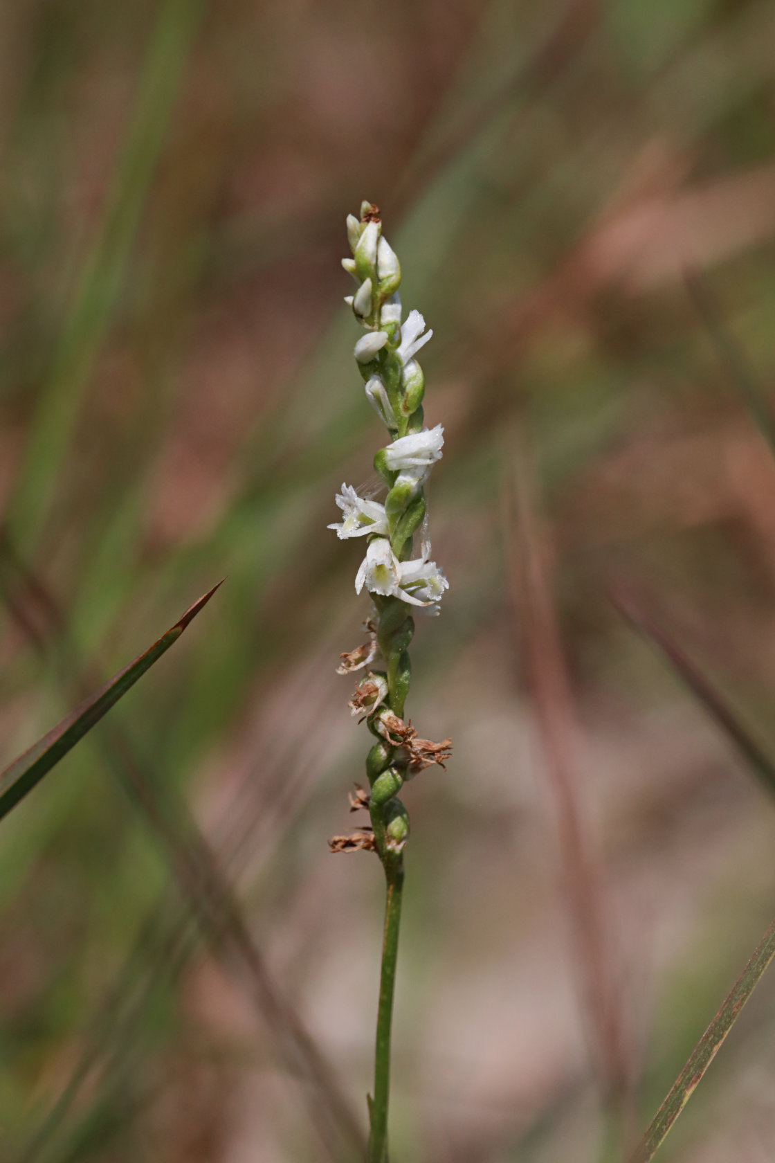 Eames' Hybrid Ladies' Tresses