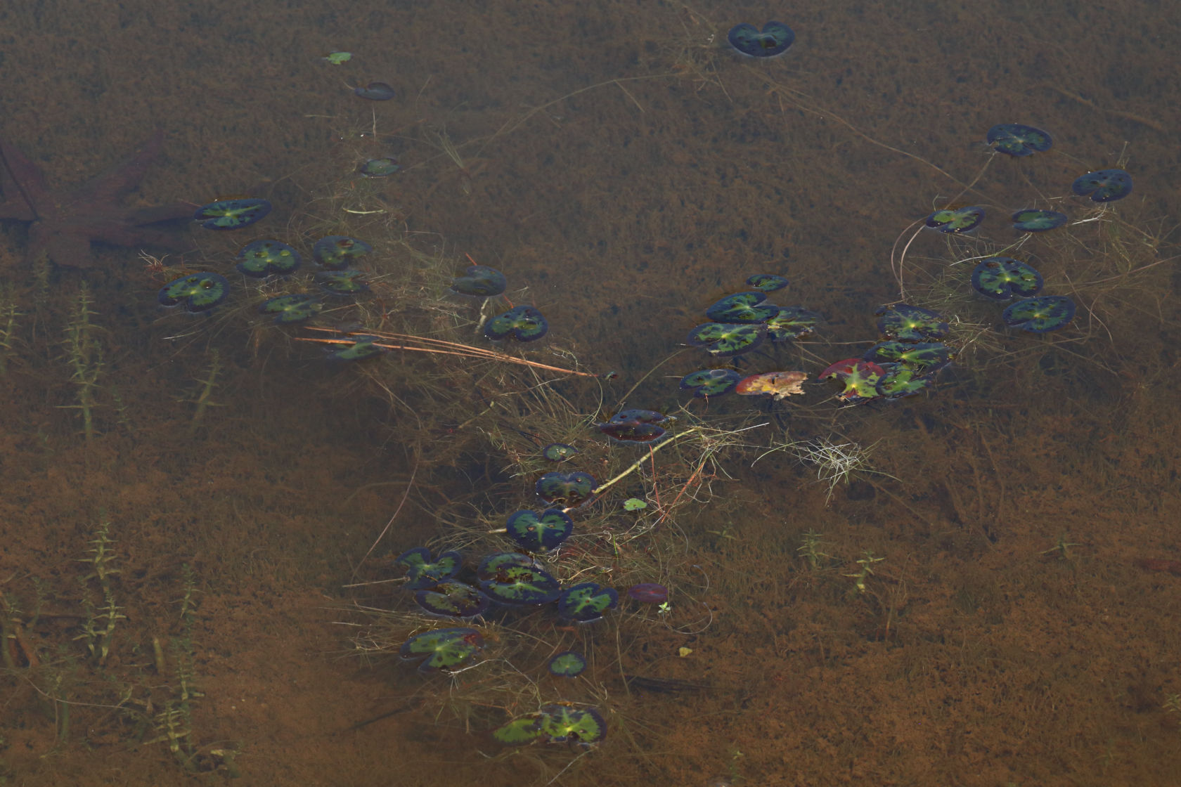 Little Floating Heart