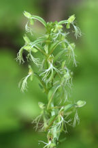Green Fringed Orchid