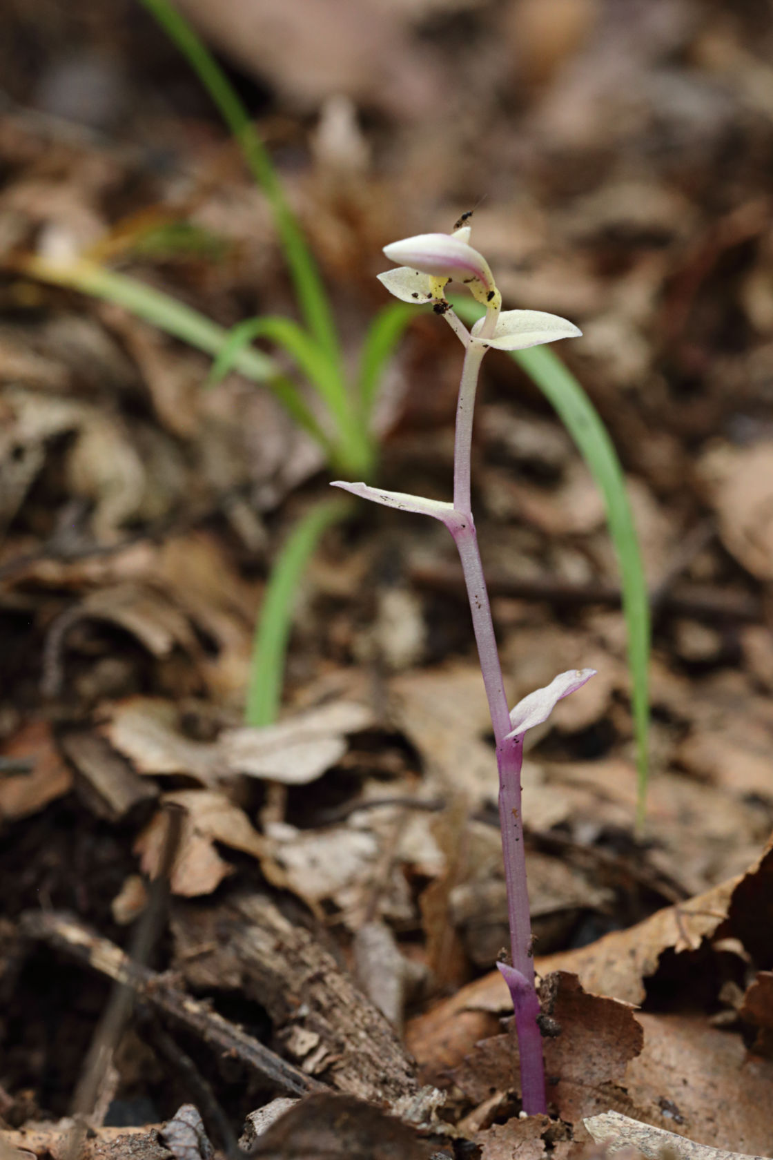 Albino Three Birds Orchid