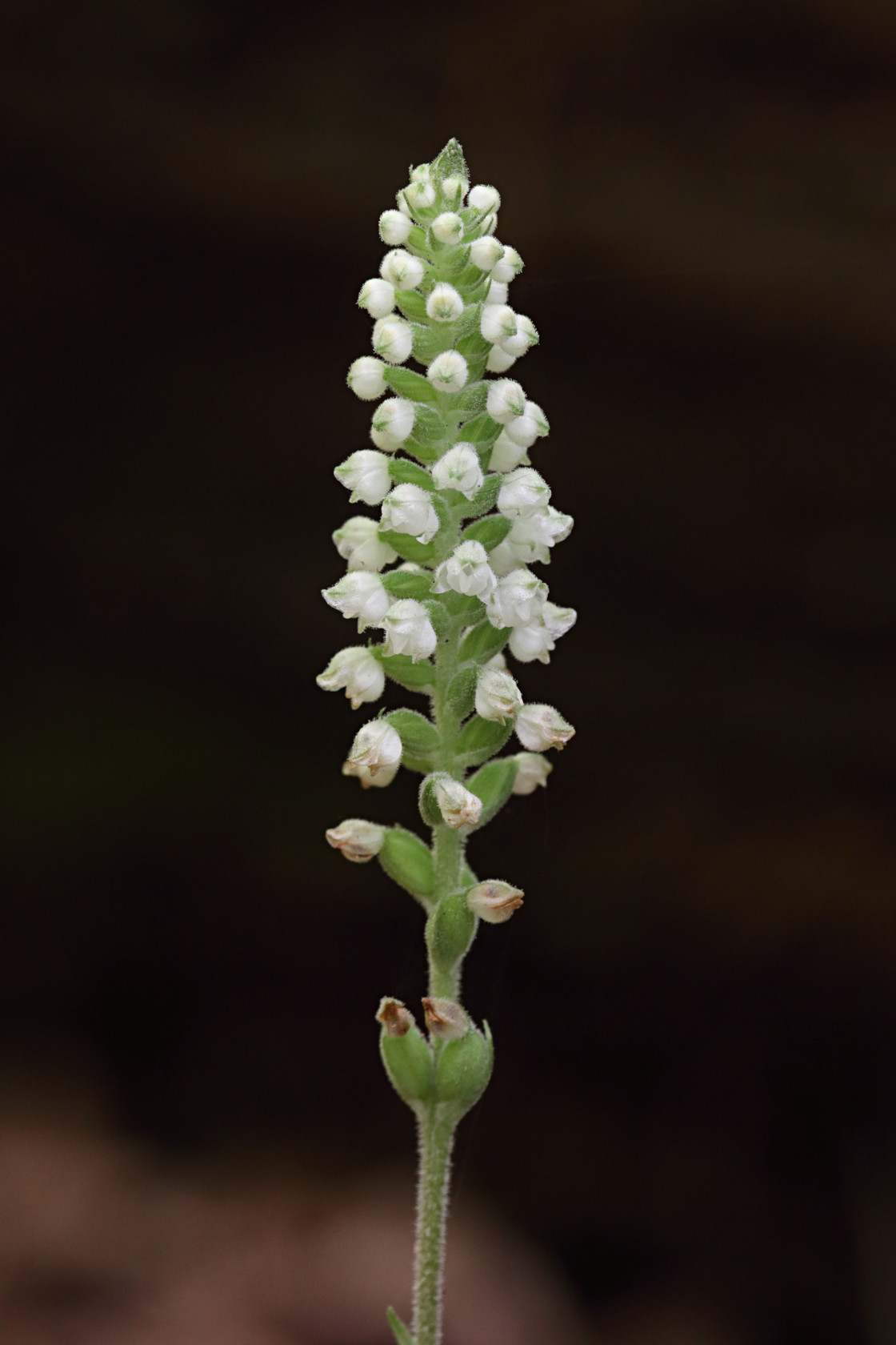 Downy Rattlesnake Plantain