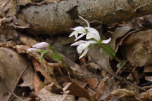 Triphora trianthophora