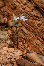 Triphora trianthophora