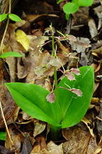 Lily Leaved Twayblade