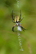  Black and Yellow Garden Spider