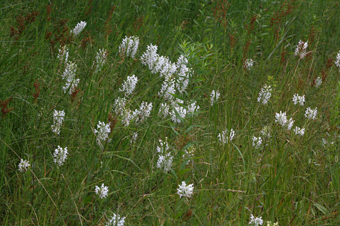 Northern White Fringed Orchis