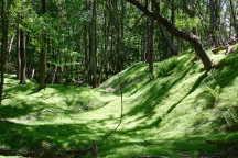 Grassy Woods