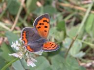 Bronze Copper Butterfly on White Clover