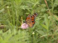Monarch butterfly on red clover