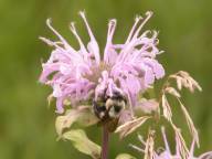 Bumblebee on wild bergamot