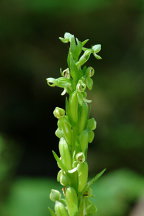 Northern Green Bog Orchid