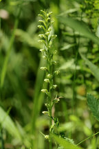 Northern Tubercled Orchid