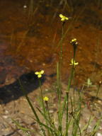 Small's Yellow-Eyed Grass