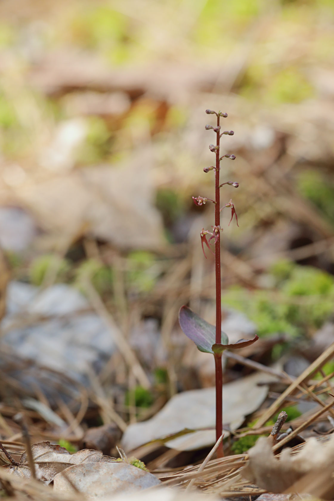 Southern Twayblade