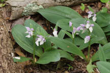 Showy Orchid