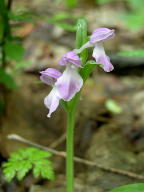 Purple-Flowered Showy Orchis