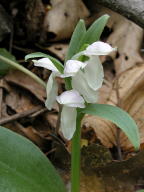 White-Flowered Showy Orchis