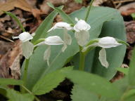 White-Flowered Showy Orchis