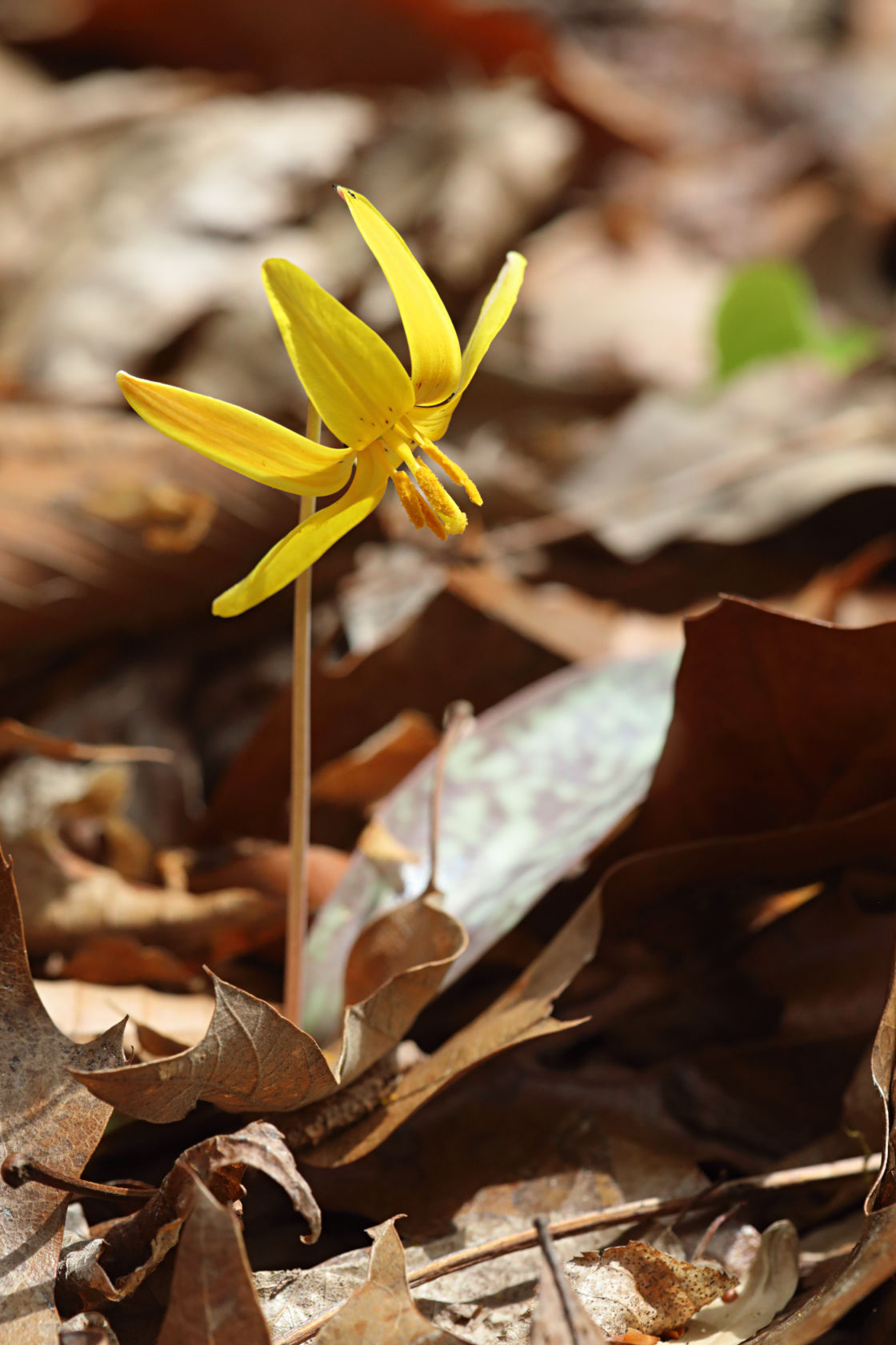 Yellow Trout Lily