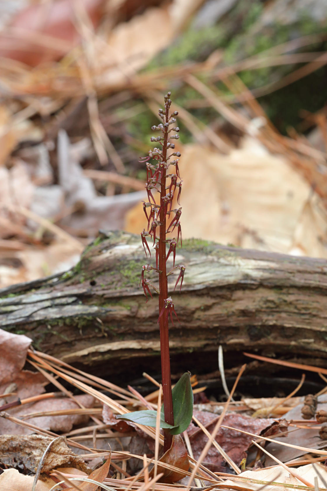 Southern Twayblade