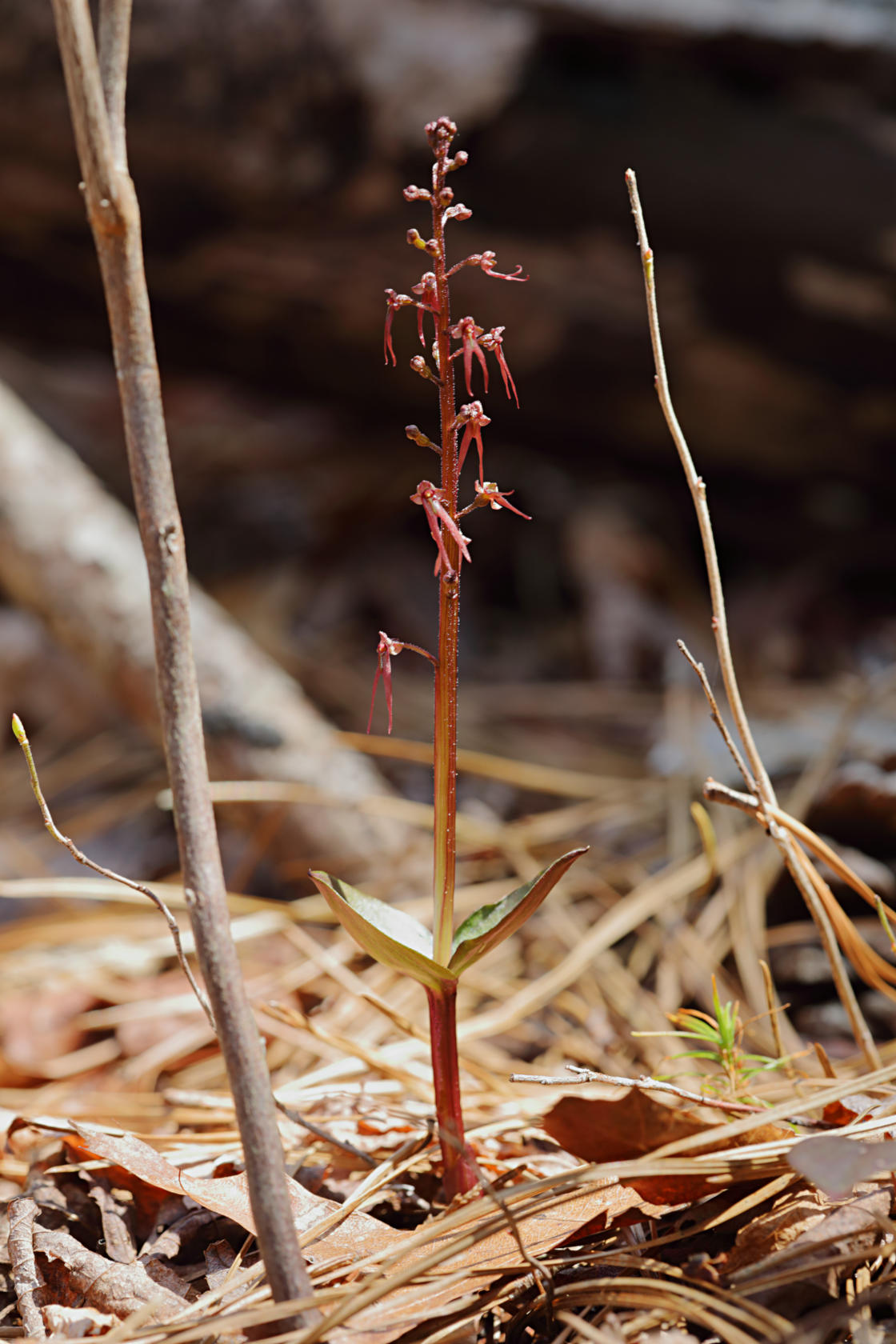 Southern Twayblade