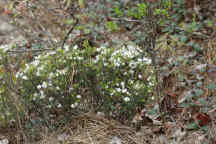 Leiophyllum buxifolium